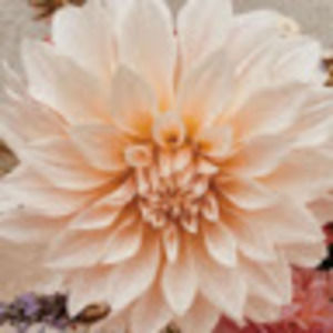 Meet your Posher, Mindy